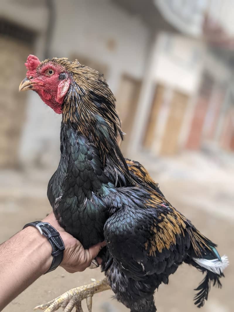 aseel sava java for sale 1