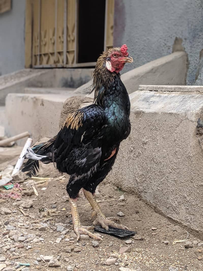 aseel sava java for sale 2