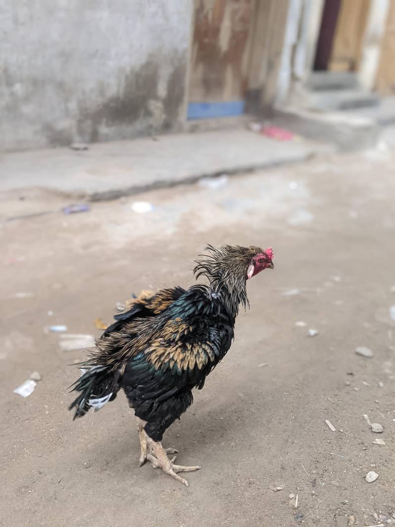 aseel sava java for sale 3