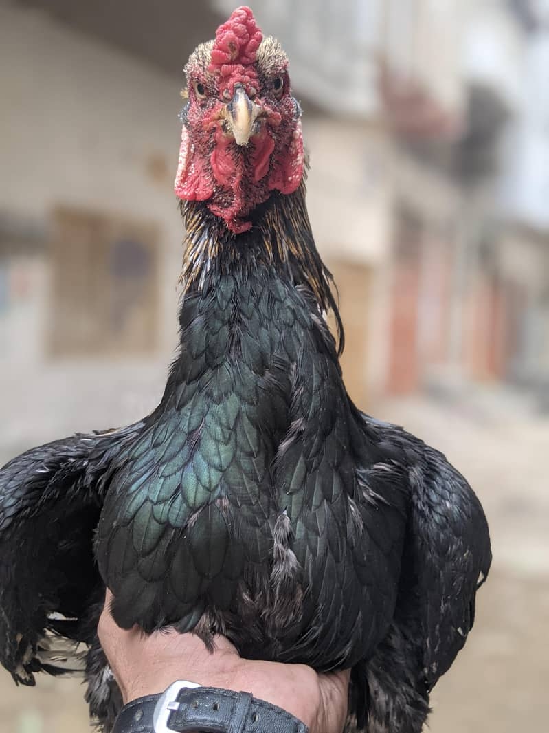 aseel sava java for sale 4