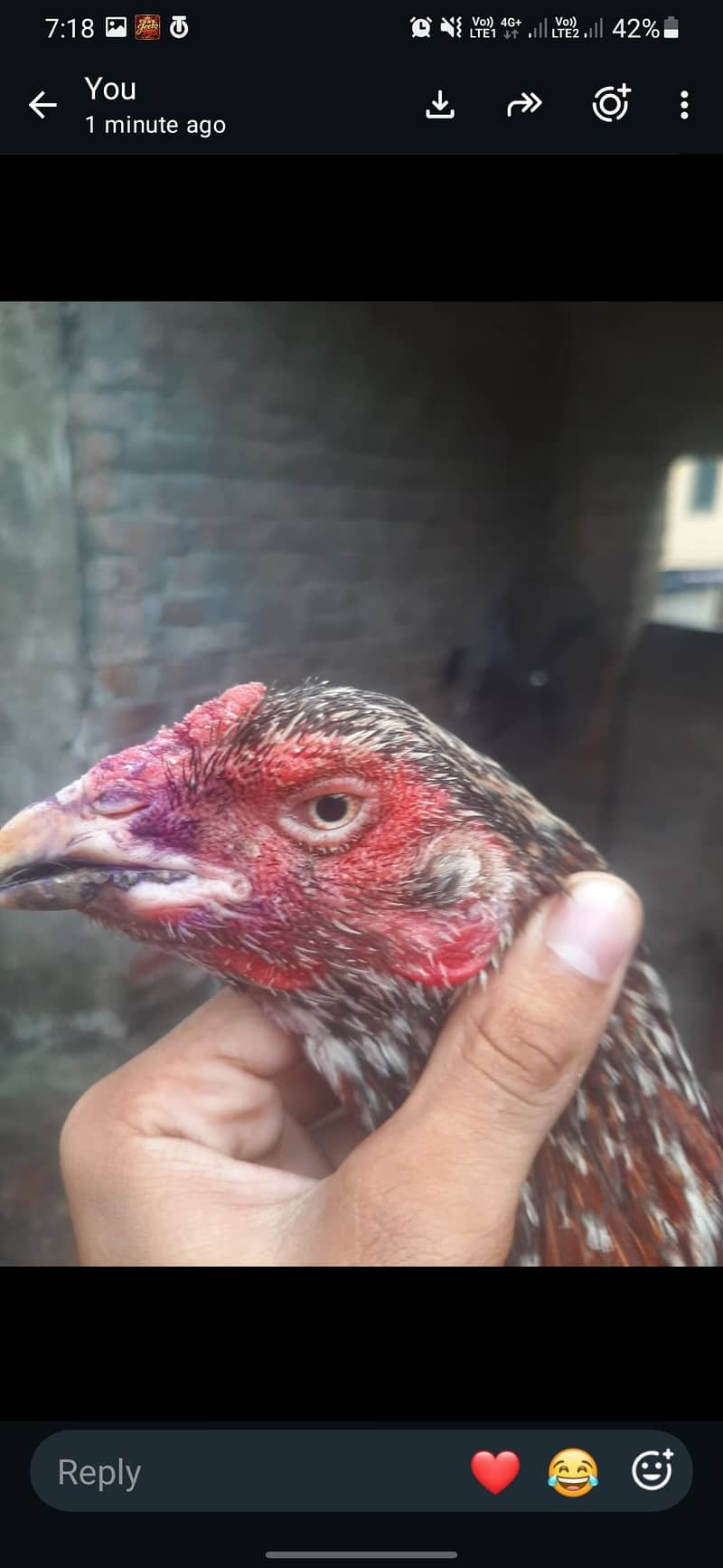 female 0