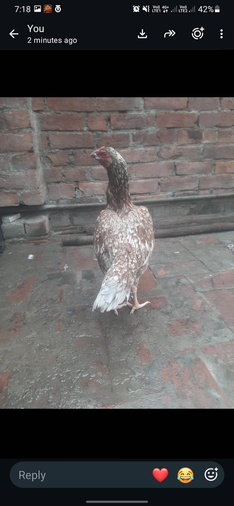 female 1