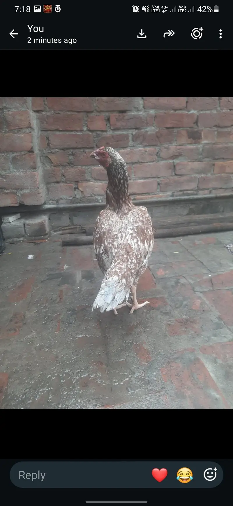 female — photo 2