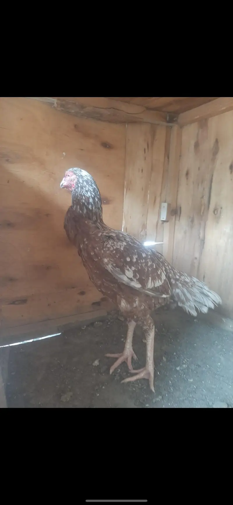 female — photo 3