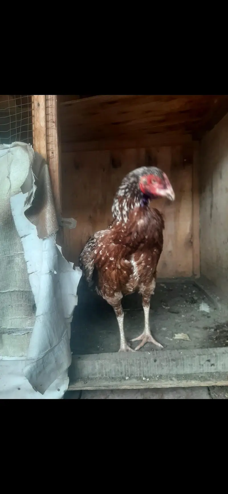 female — photo 4