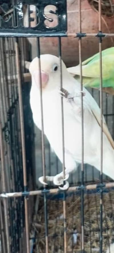 love bird
