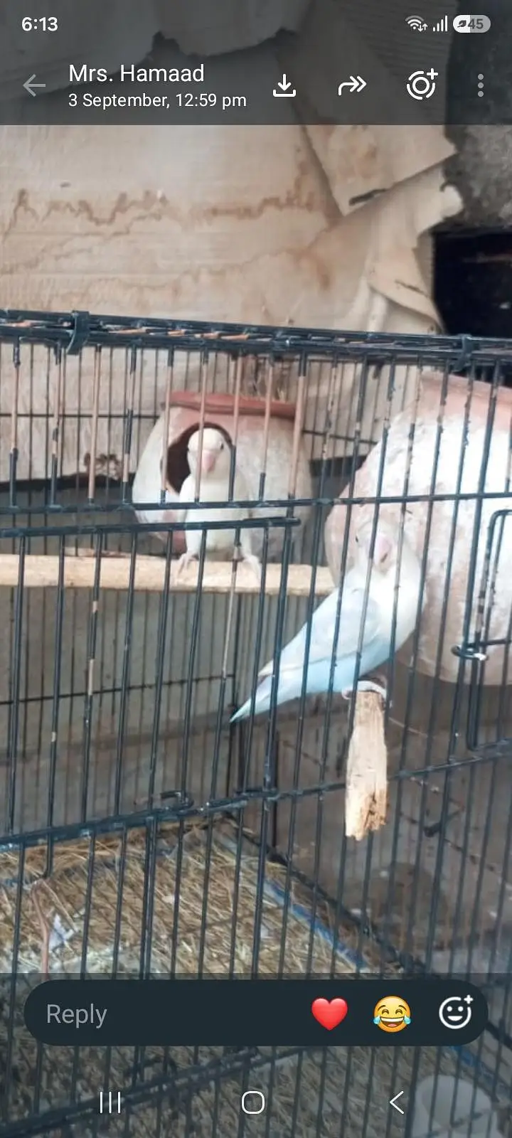 love bird — photo 2