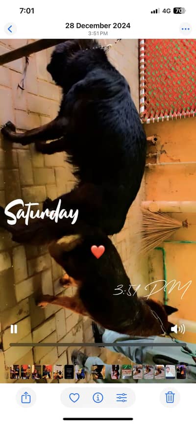 German Shepherd Long coat female for sale