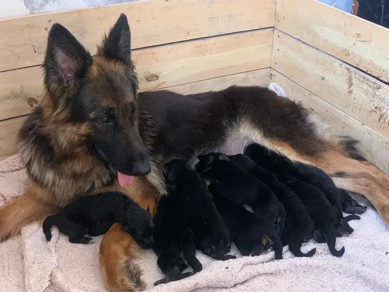 German Shepherd Long coat female for sale — photo 2
