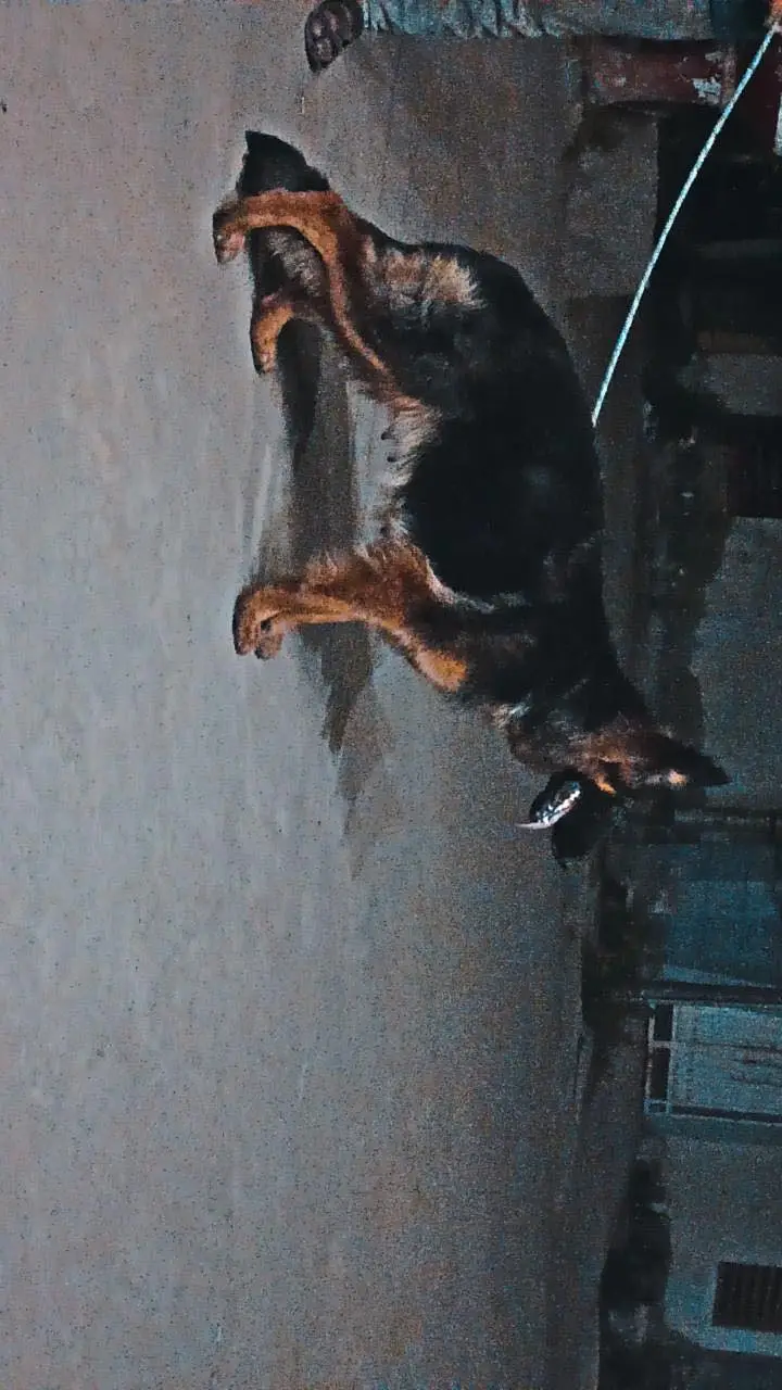 German Shepherd Long coat female for sale — photo 3
