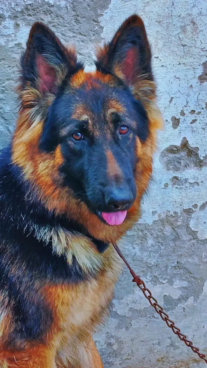 German Shepherd Long coat female for sale — photo 4