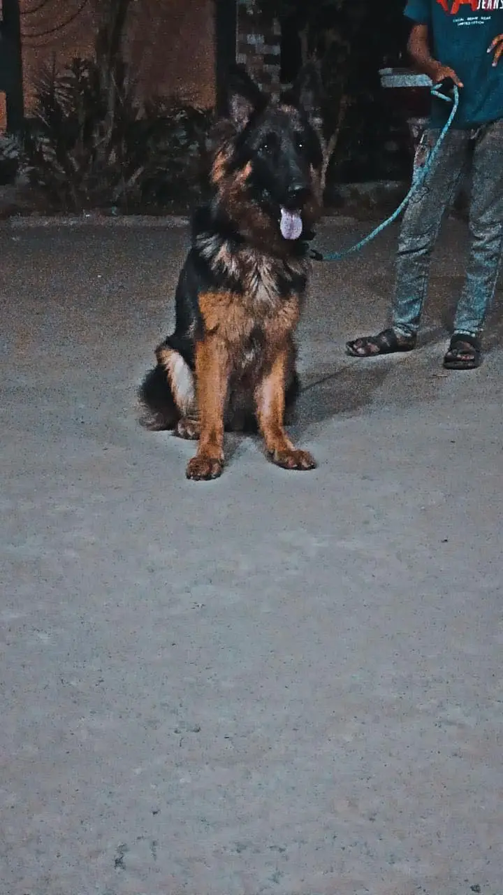 German Shepherd Long coat female for sale — photo 5