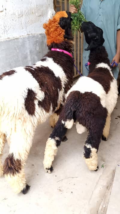 ABLAC DUMBA JORI FOR SALE LOCATION KARACHI ORANGI TWON