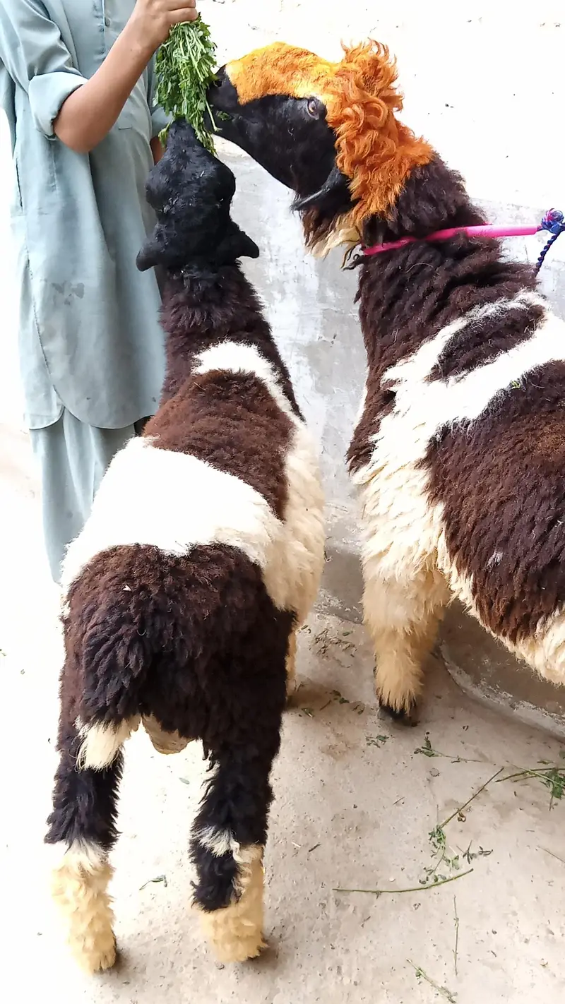 ABLAC DUMBA JORI FOR SALE LOCATION KARACHI ORANGI TWON — photo 3