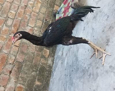 Desi Aseel Murgha/Murgi – Healthy & Active | For Sale  OLX