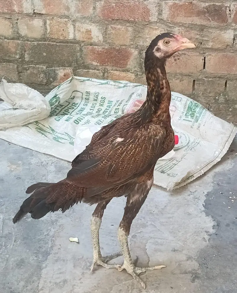 Desi Aseel Murgha/Murgi – Healthy & Active | For Sale  OLX — photo 2