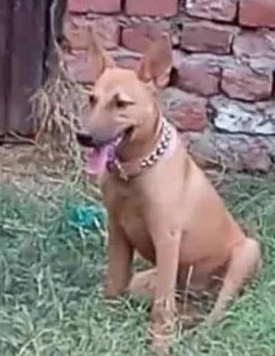 03425380507 what app pr rabta krha 03425380507whatapp