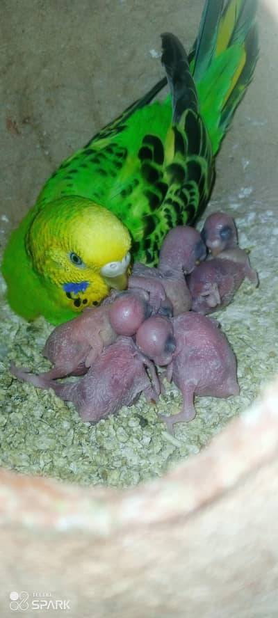 total 7 pair hen ande bachon ke sath under saiz Rambu crested comon