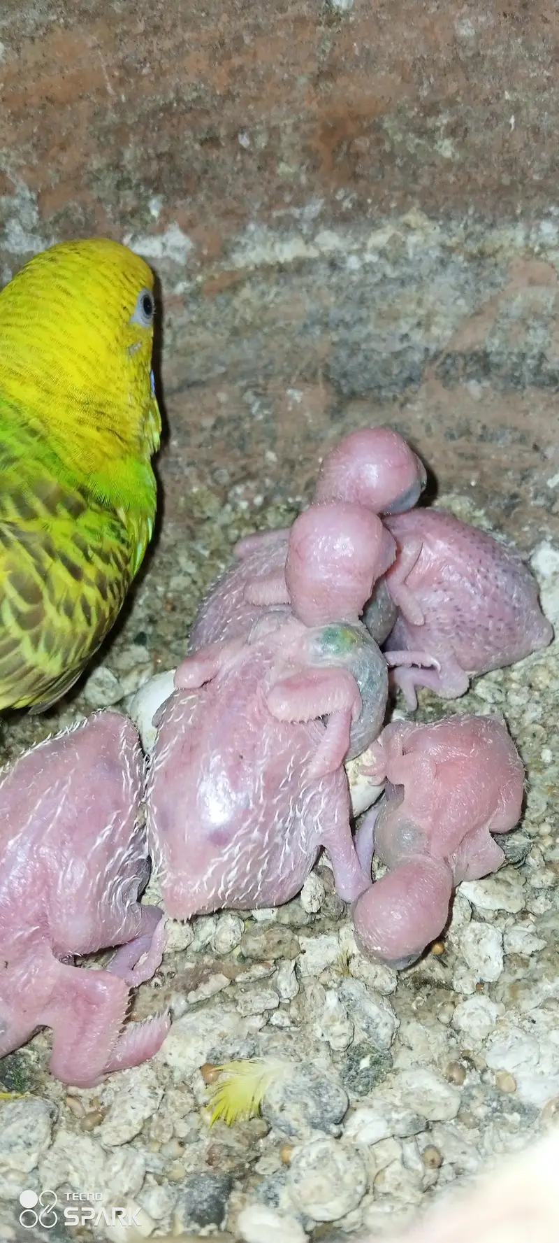 total 7 pair hen ande bachon ke sath under saiz Rambu crested comon — photo 2