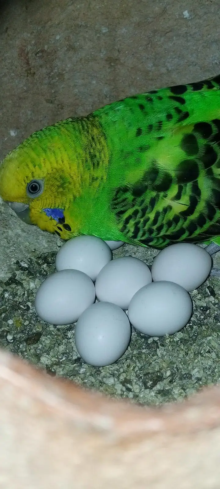 total 7 pair hen ande bachon ke sath under saiz Rambu crested comon — photo 3