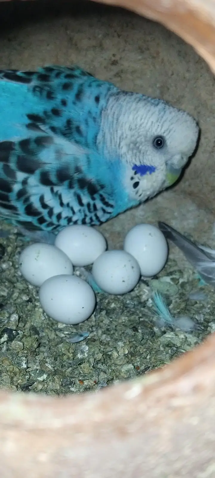 total 7 pair hen ande bachon ke sath under saiz Rambu crested comon — photo 4