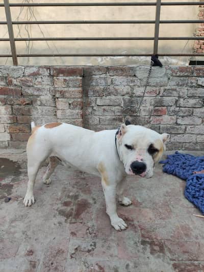 American pitbull
