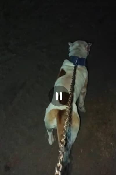 American pitbull