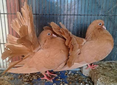 Yellow English Fantail looks pair but not confirm. 03116130712