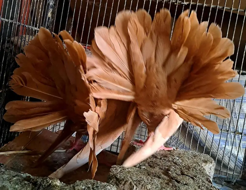 Yellow English Fantail looks pair but not confirm. 03116130712 — photo 3