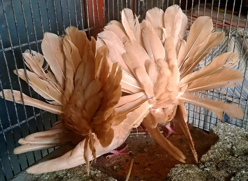 Yellow English Fantail looks pair but not confirm. 03116130712 — photo 9