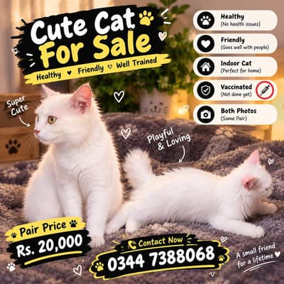 Cute White Cat Pair For Sale | Rs. 20,000