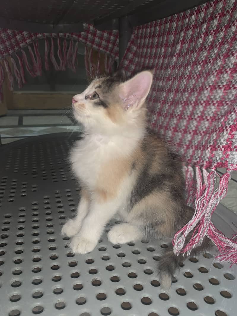 2 cats 0