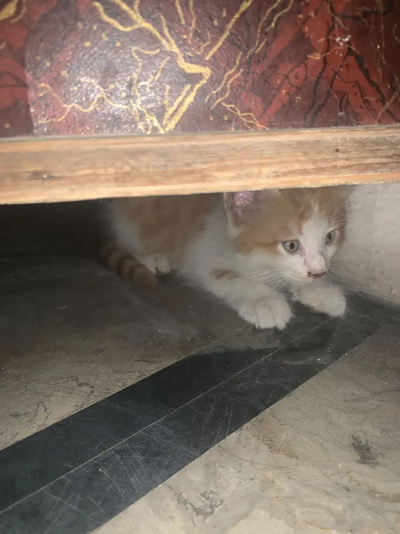 2 cats — photo 3
