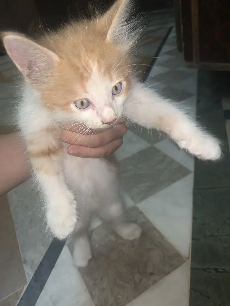 2 cats — photo 4