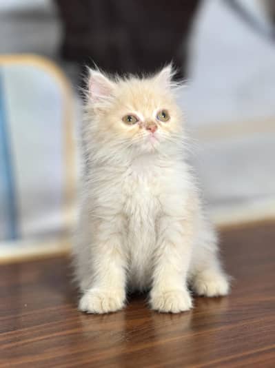 peke face Kitten Male