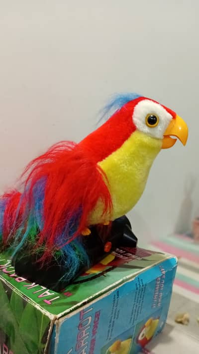 Beautiful Parrot for kids