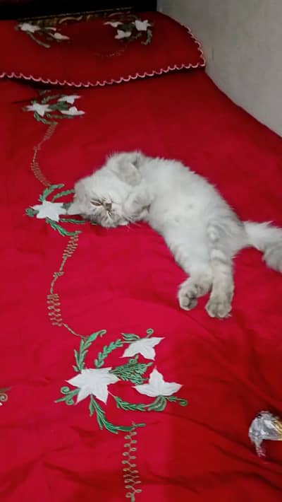 Persian triple coated gray color all active .