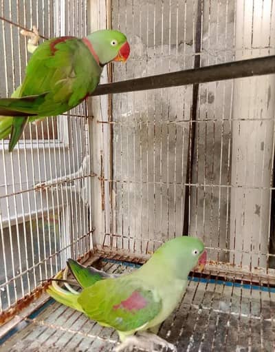 Kashmiri raw parrot for sale single and pair available