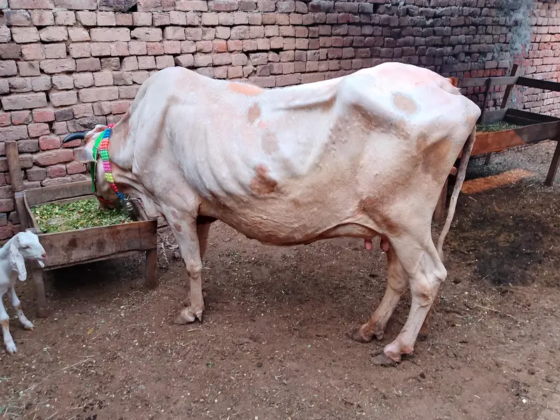 urangt for sale h
