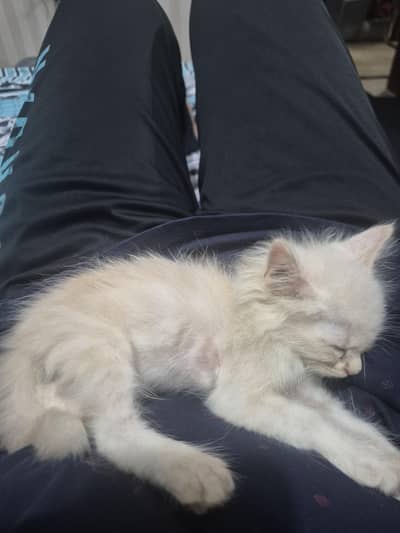 Persian angera mix