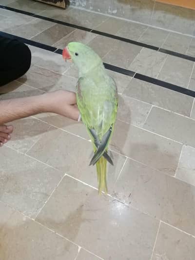 Alexander Raw Parrot