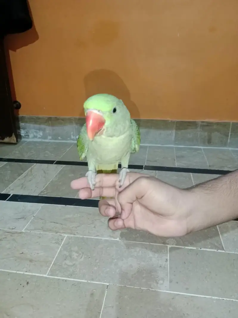 Alexander Raw Parrot — photo 2