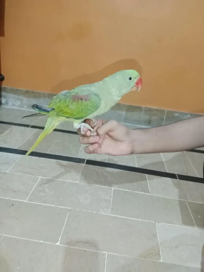 Alexander Raw Parrot — photo 3