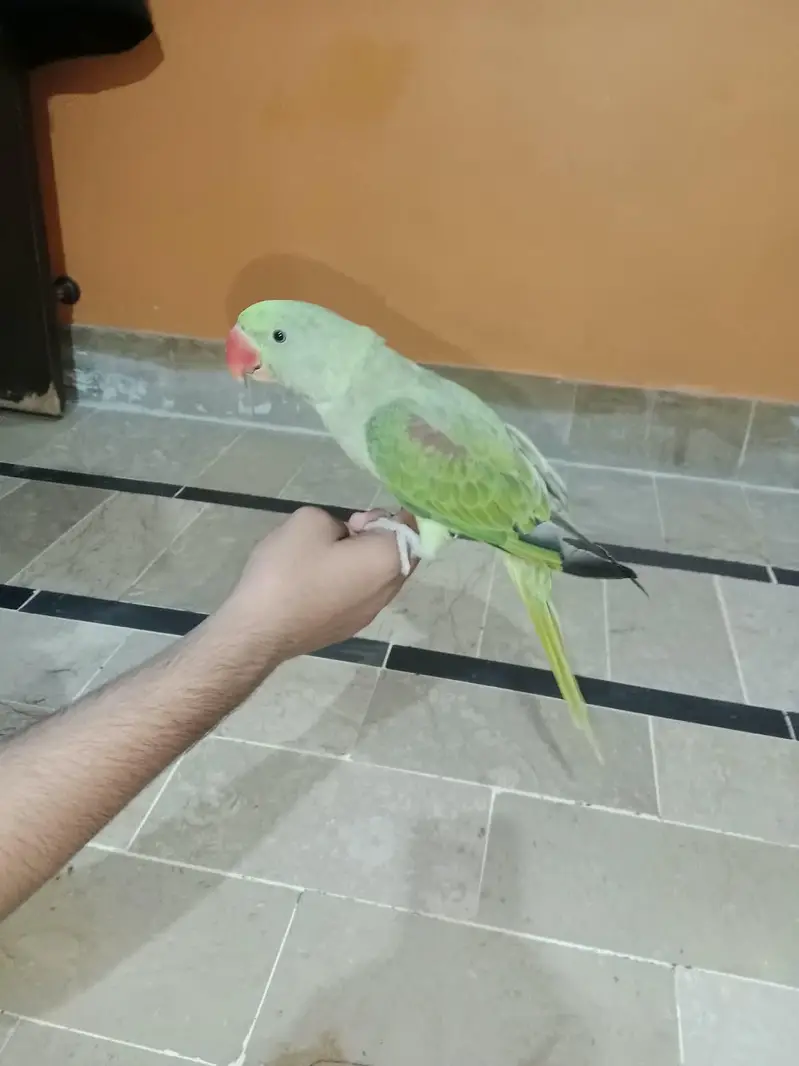 Alexander Raw Parrot — photo 4