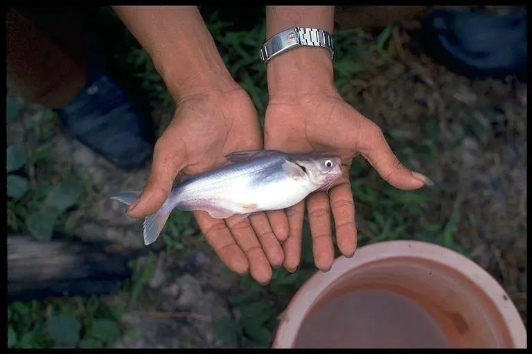 Pengasius Fish age 1 year. . . weight 100 plus — photo 2