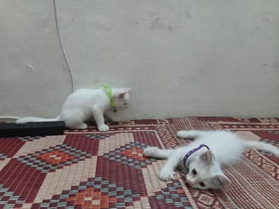 Persian Kittens Pair