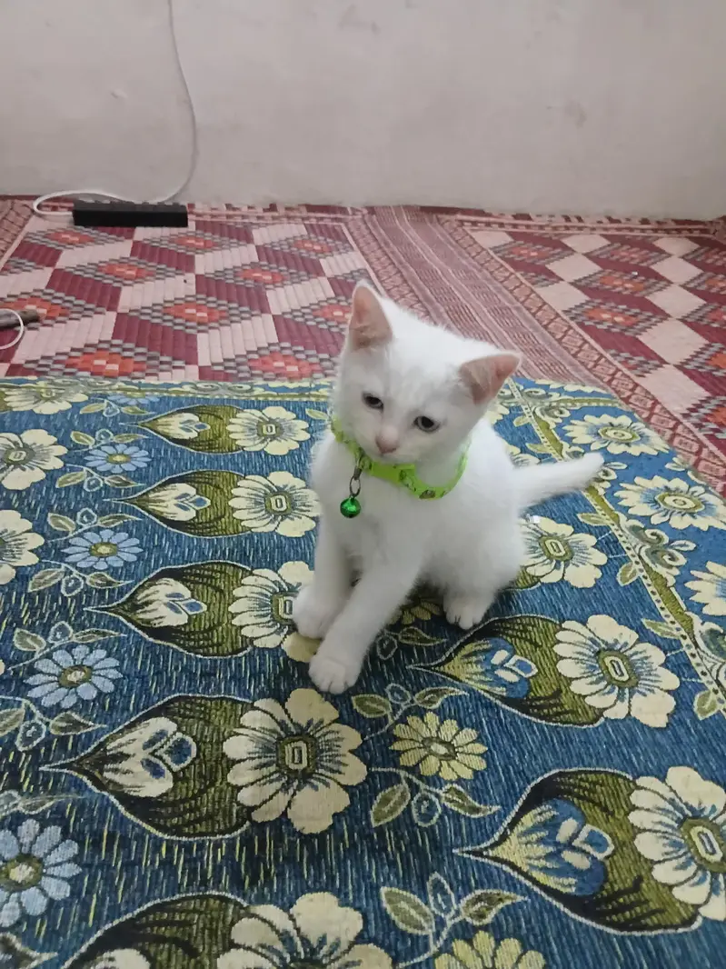 Persian Kittens Pair — photo 2