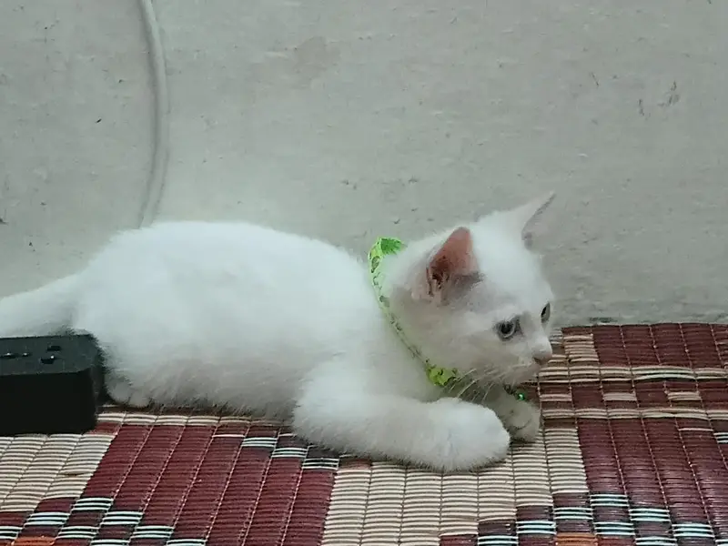 Persian Kittens Pair — photo 5