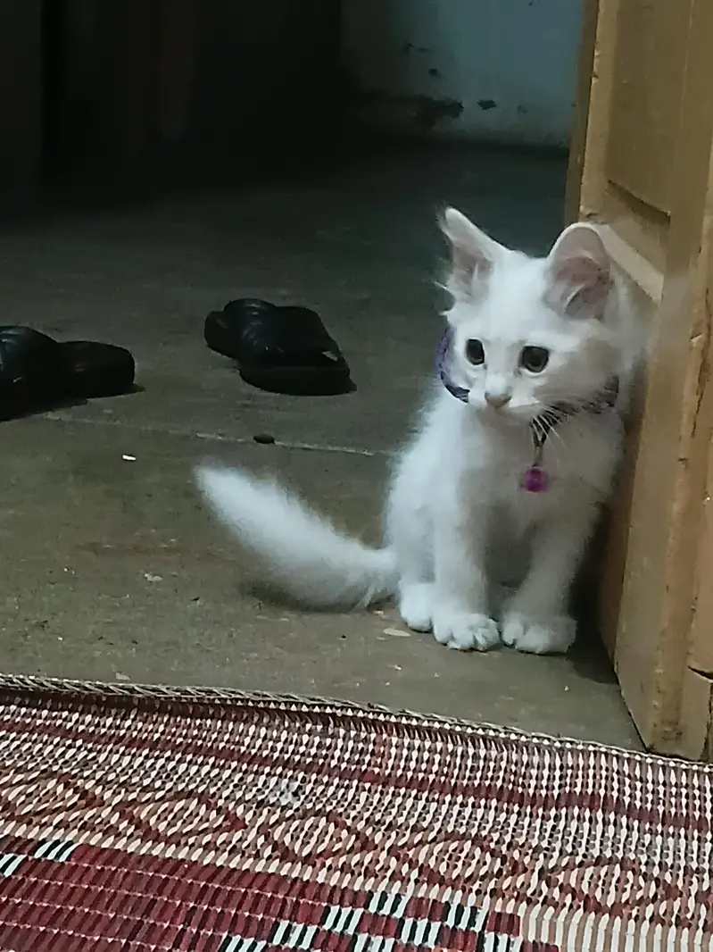 Persian Kittens Pair — photo 7