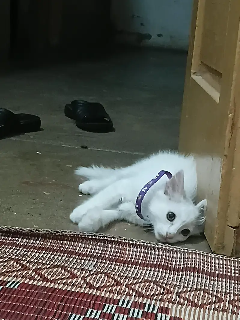 Persian Kittens Pair — photo 8